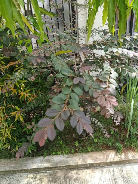 istock Redleaf loropetalum plant 1482113598