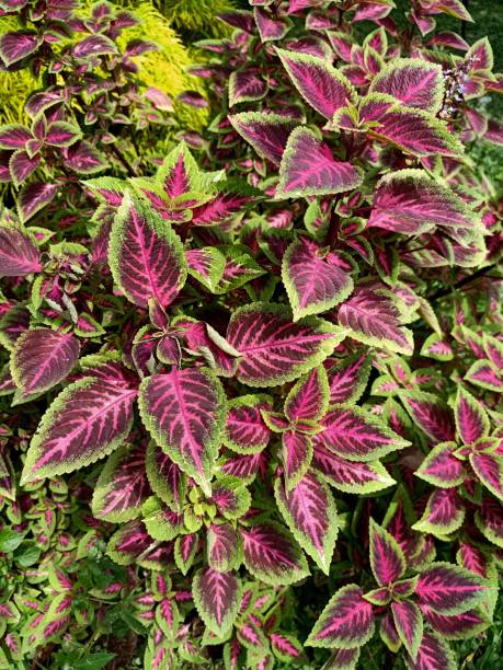 istock Close up view of coleus plant 1482113989