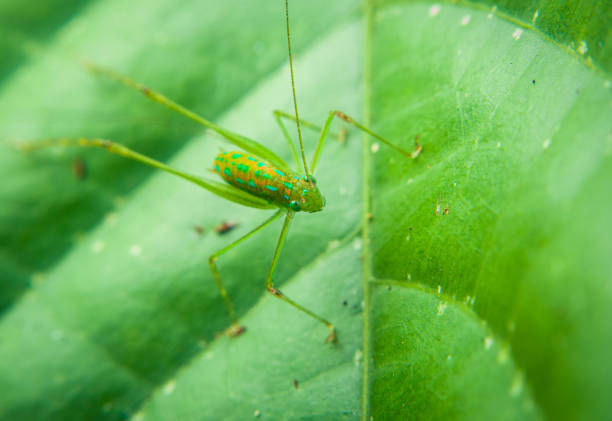 istock Locust camouflage in green leaf 1482114977