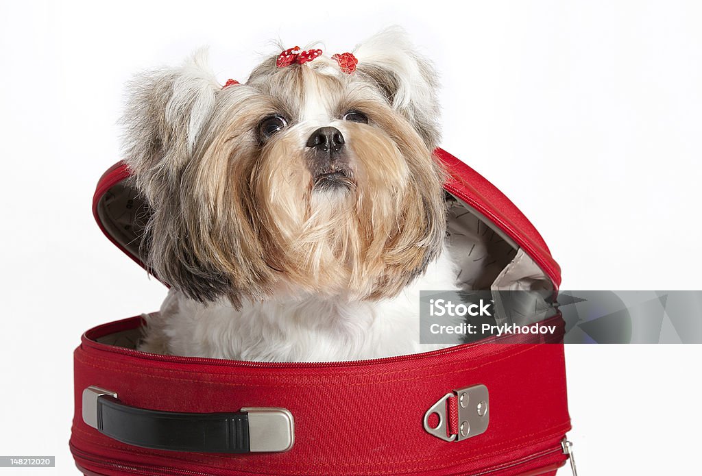 Retrato de um cão - Foto de stock de Amizade royalty-free