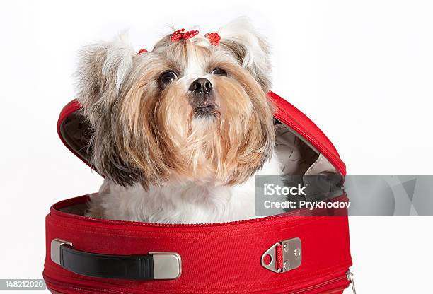 Foto de Retrato De Um Cão e mais fotos de stock de Amizade - Amizade, Animal, Animal de estimação