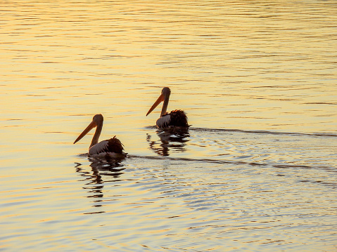 Two pelicans swimming together on Botany Bay near Kyeemagh, Sydney.  This image faces east and the rising sun.  It was taken on an early morning in Autumn.