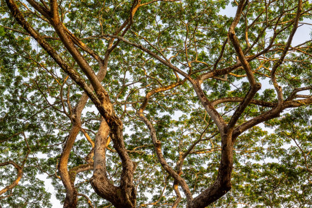 istock Abstract image of tree trunks and leafs with morning sunlight. 1482121151