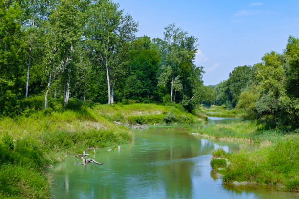 il torrente "aschach", un piccolo fiume che scorre parzialmente parallelo al danubio nel distretto di eferding (alta austria). - riparian forest foto e immagini stock