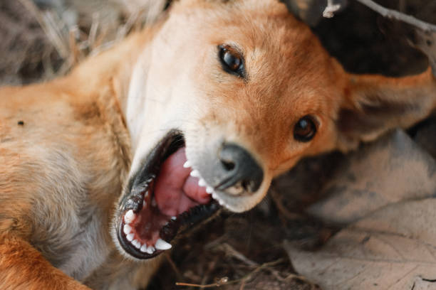 istock poor dog infected with rabies 1482121945