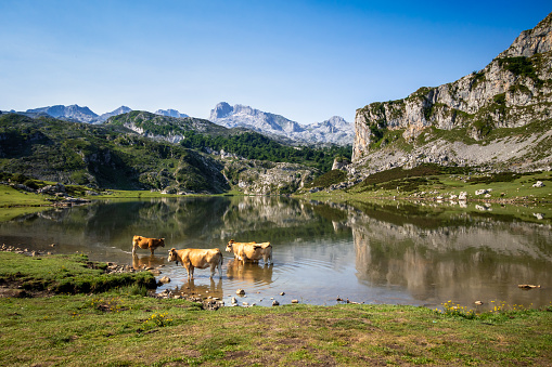 Cows around lake Ercina in Covadonga, Picos de Europa, Asturias, Spain