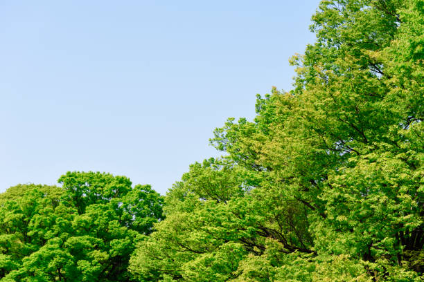 istock Fresh young leaves in springtime with sunlight 1482123863