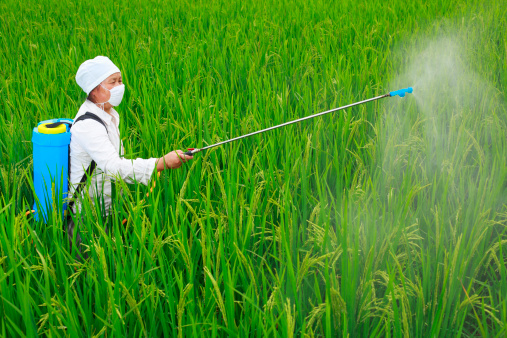 picture of one Chinese farmer Spraying pesticide in the rice field