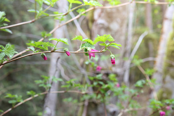 Salmon berry shrub with pink flowers and edible berries. Rubus spectabilis grows in coastal forest at the west coast of Canada and USA. Selective focus.