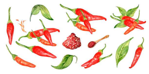 istock Set of red hot peppers tabasco watercolor illustration isolated on white background. 1482127616