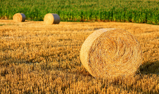 Hay bale fields and farmlands. Sunny summer evening.Hay bail harvesting in golden field landscape.
