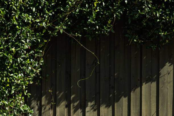 Liana tree background. Copy space