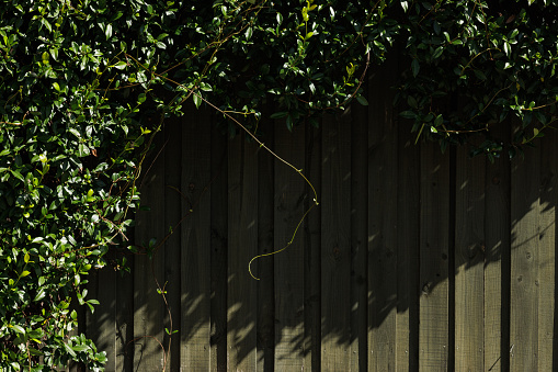 Section of a wooden fence with vines growing across.
