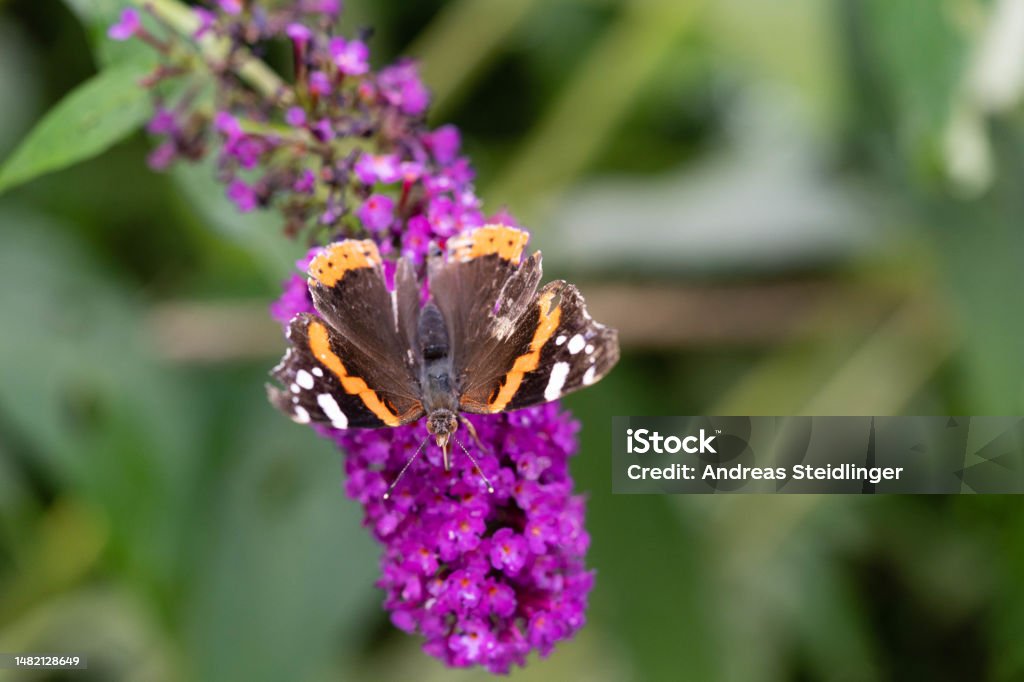 Schmetterling Admiral Vanessa Atalanta im Hausgarten Animal Stock Photo