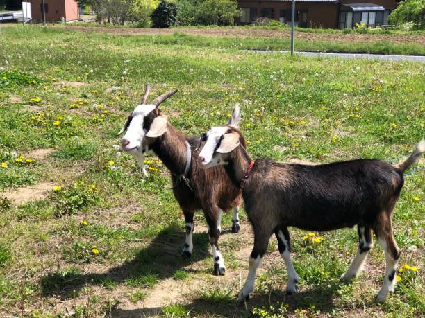 istock Life in the countryside and with goats 1482128676