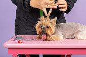 Pet groomer braids yorkshire terriers fur on head at professional grooming studio in vet clinic. Animal stylist treats little purebred dog