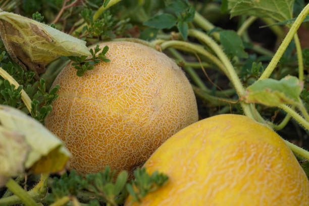 istock Two ripe melons, soft focus, top view. Yellow melon grows in open organic soil 1482133879