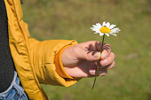 girl in a yellow jacket holds one white chamomile flower in her hand: against the backdrop of a green field. close-up