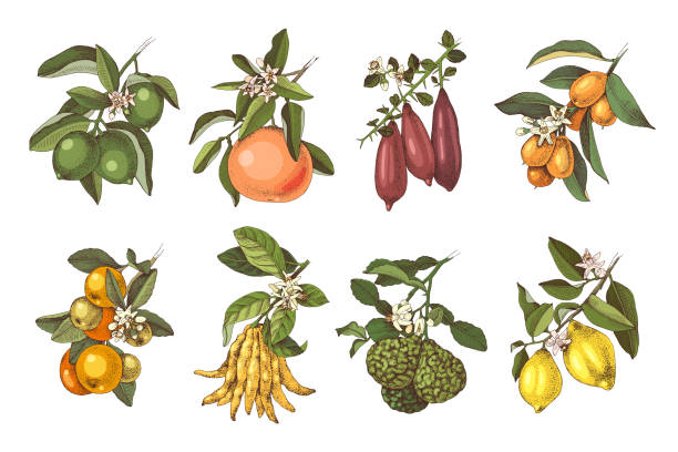 ilustraciones, imágenes clip art, dibujos animados e iconos de stock de ramas de plantas de cítricos dibujadas a mano. - kumquat
