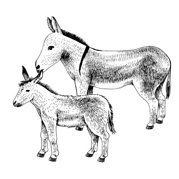 手描きのロバと子馬。家畜の家族 - mule animal profile animal head点のイラスト素材／クリップアート素材／マンガ素材／アイコン素材