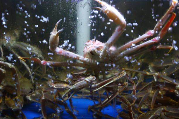 istock Tank of crabs 1482135917