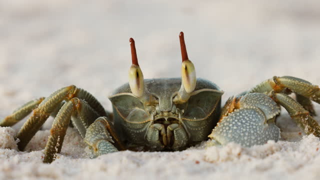 Ultra close-up.Green ghost crab looking at camera, lifts it's eyes and walks away