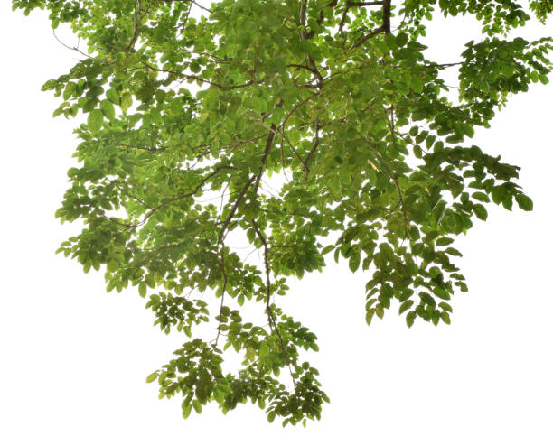 istock Branches with green leaves for decoration, foreground nature concept isolated on white background. 1482136805