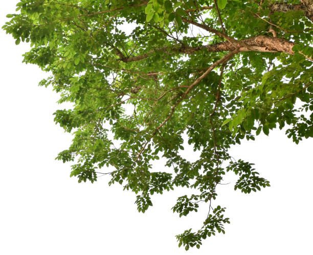 istock Branches with green leaves for decoration, foreground nature concept isolated on white background. 1482136811