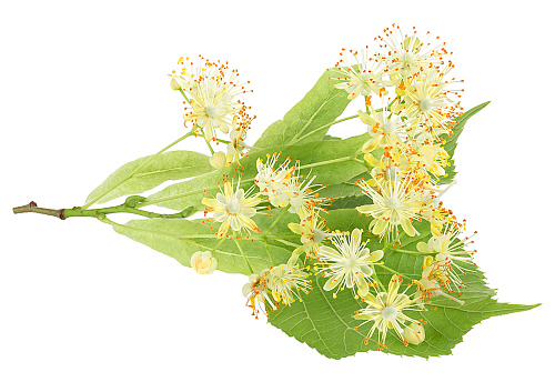 Fresh flowers and leaves of linden isolated on a white background