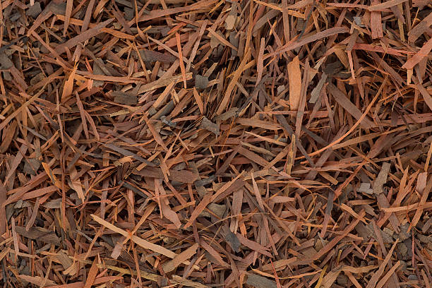 istock Lapacho herbal tea as background, top view. Natural Taheebo dry tea. Herbal tea from the bark of an ant tree. 1482139190