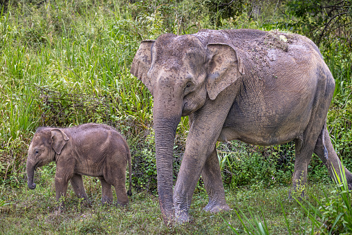 Muddy elephants - mother and child - on a rainy day in the forest in the Kaudulla National Park in the North Central Province in Sri Lanka