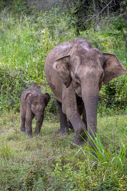 istock Muddy mother and child Asian Elephant 1482140061