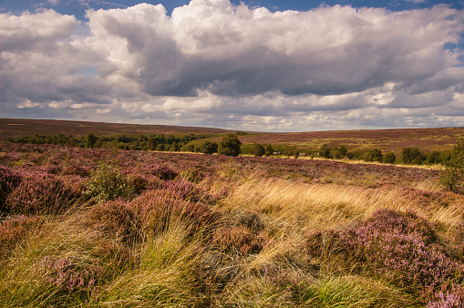 This is fen bog nature reserve in the North Yorkshire Moors National Park. Much of the moorland around this area turns purple in summer when the hearther flowers.