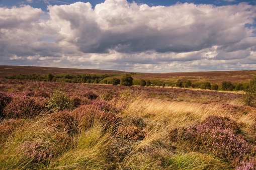 Lüneburg Heath with flowering heather (Calluna Vulgaris) in Lower Saxony, Germany