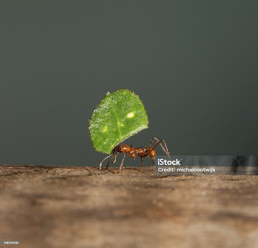 Hormiga cortadora de hojas - Foto de stock de Hoja libre de derechos