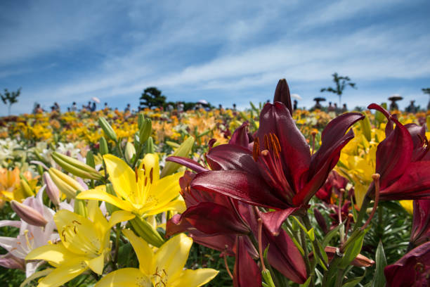 field of lilies
