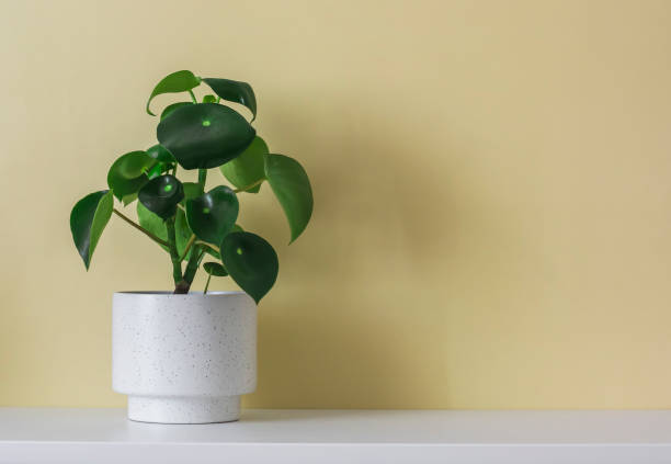 istock A homemade flower in a white ceramic pot on a light table on a yellow background. Free space for text 1482140512