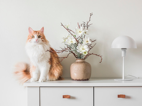 Adorable red cat, flower arrangement in a ceramic vase and a white metal table lamp on a white table. Minimalism style interior decor