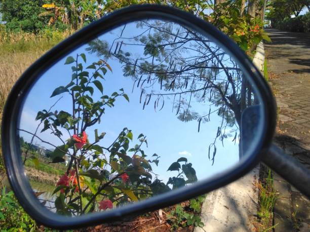 istock Plant and tree in the mirror 1482141196