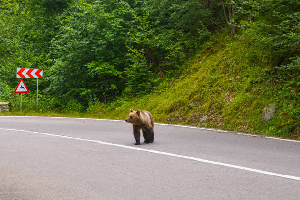 高速道路のカルパチア山脈の野生のクマ
