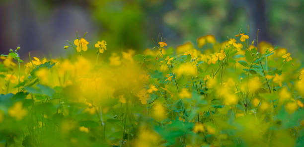 Free Stock Photo of Lush Green Grass With Yellow Flowers | Download ...