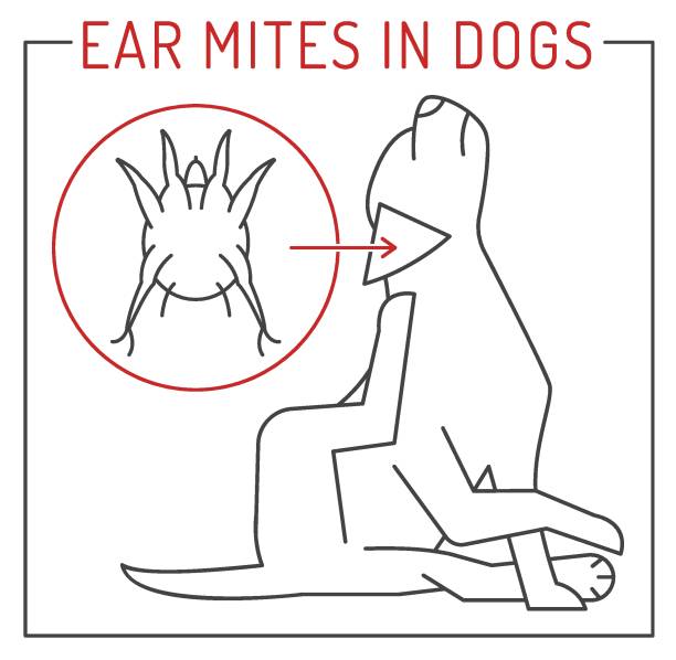 ilustraciones, imágenes clip art, dibujos animados e iconos de stock de parásitos externos comunes en perros. ácaros del oído. - scratching dog skin condition allergy