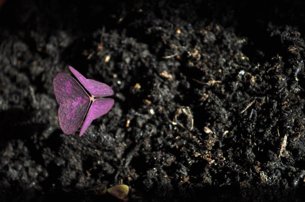 Indoor Purple Flower Illuminated by the Sun. Macro Photography, Nature Detail