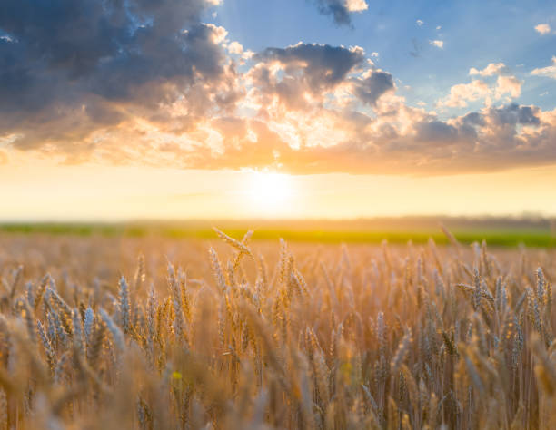 istock summer golden wheat field at the sunset 1482142986