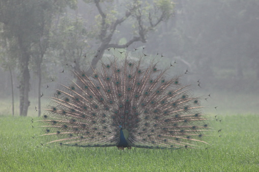 Peacock in the winter