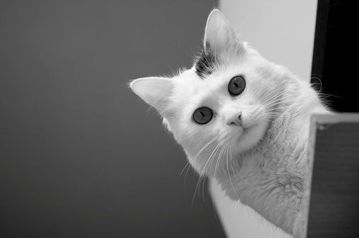 Beautiful Black and White Turkish Angora Cat Portrait in Home Interior. Bottom View. Milano, Italy