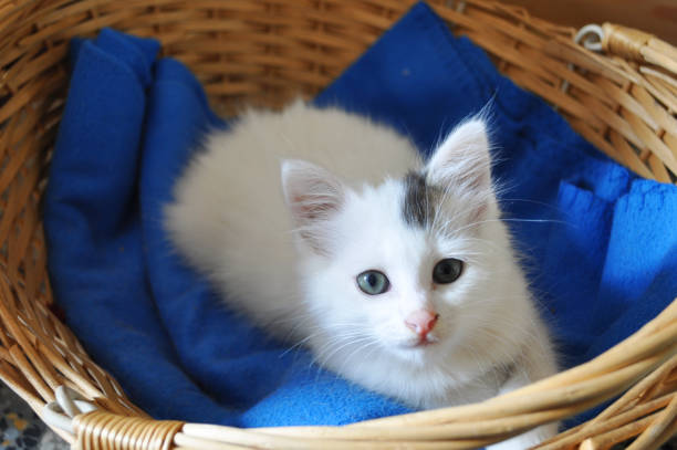 istock Newborn White Cat Portrait in Home Interior 1482143280