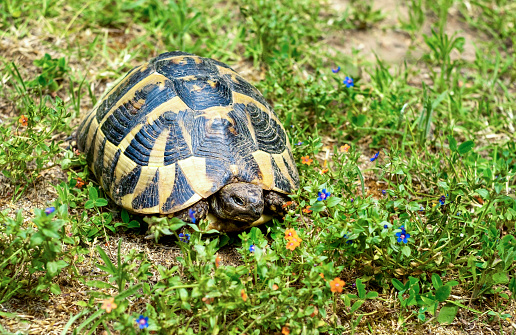 turtle on a flowering meadow