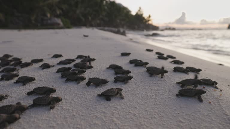 Close-up.Critically endangered large group of cute baby Hawksbill turtle hatchlings making their way to the ocean at sunset