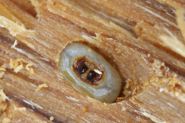 zbliżenie głowy larwy chrząszcza długorogiego (cerambycidae) w tunelu larwalnym w lesie. - cerambycidae zdjęcia i obrazy z banku zdjęć